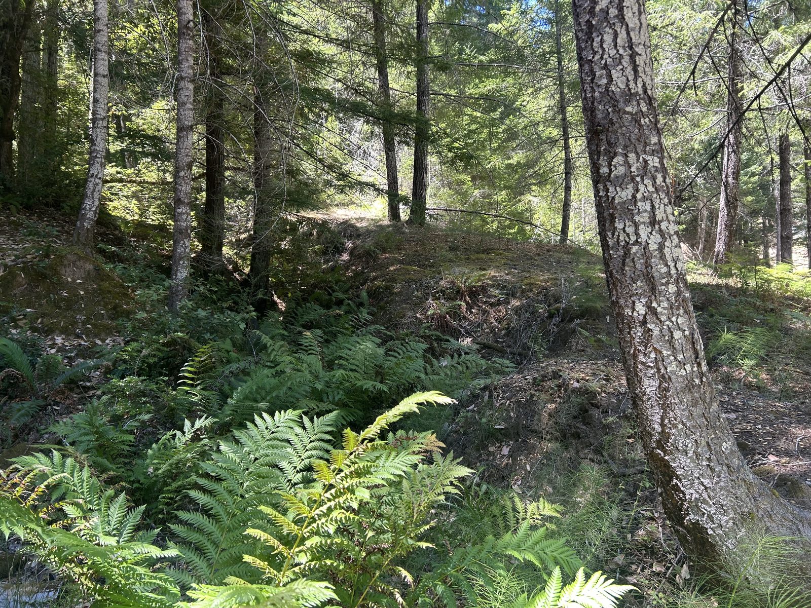 Ferns and mixed conifers on the sloped portion of the lot